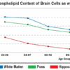 Phospholipid content of brain cells as we age